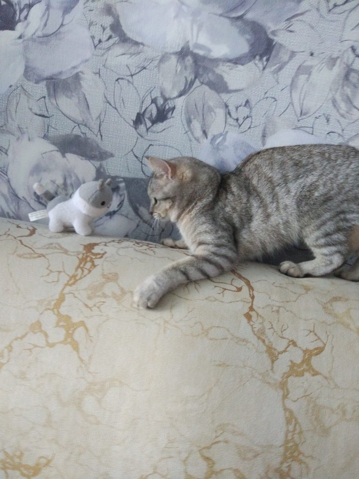 война