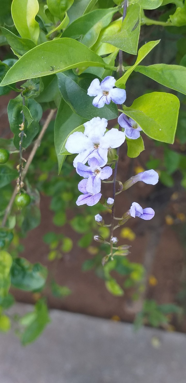 Purple dreams