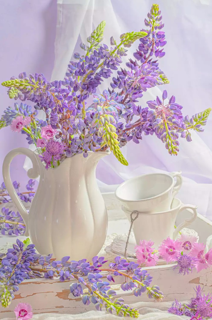 Lupinus