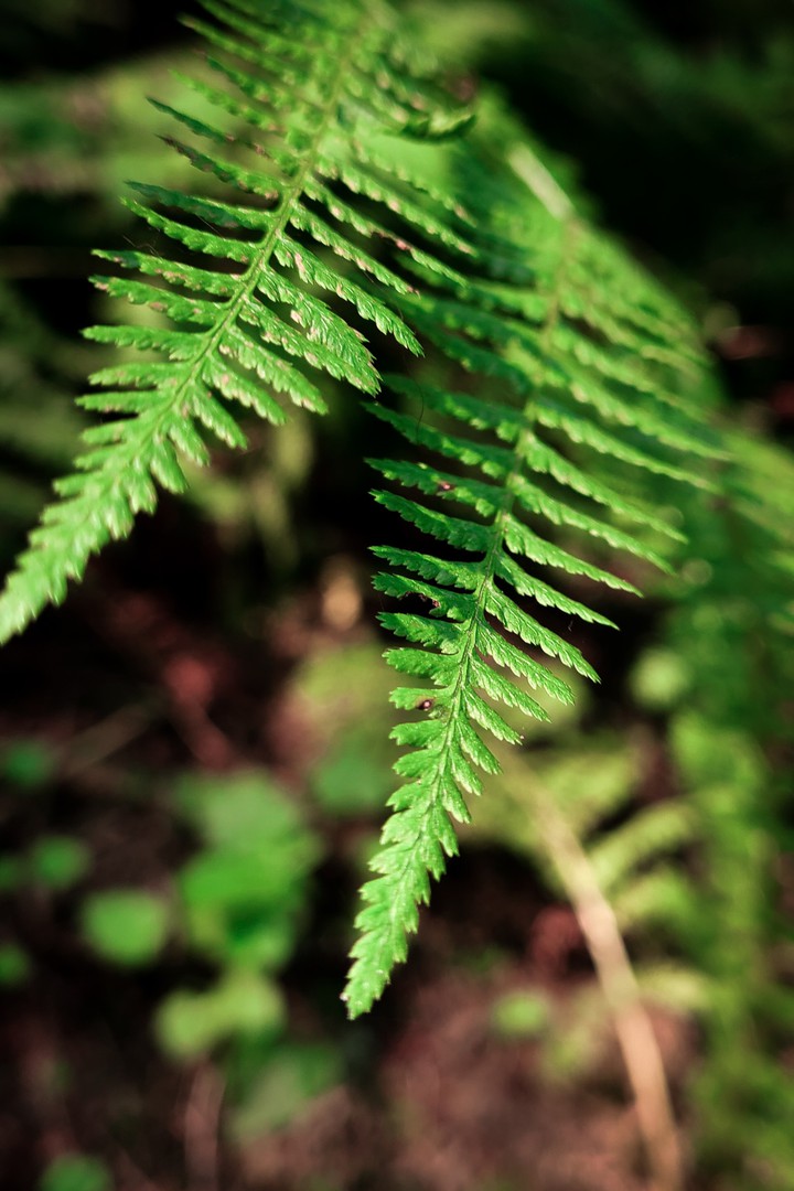 Fern