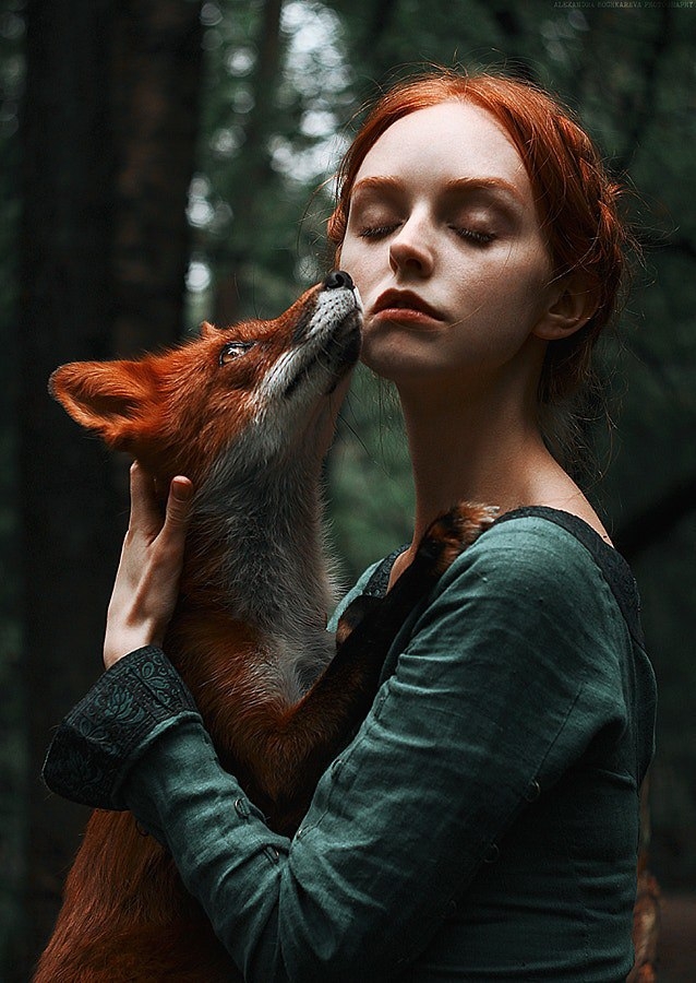 fox,  Forest, Norway