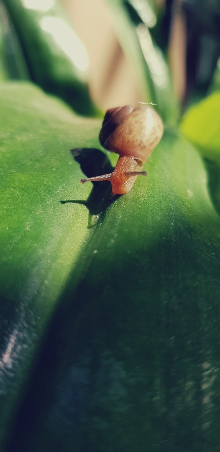 The snail love story