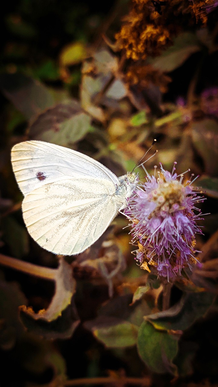 butterfly