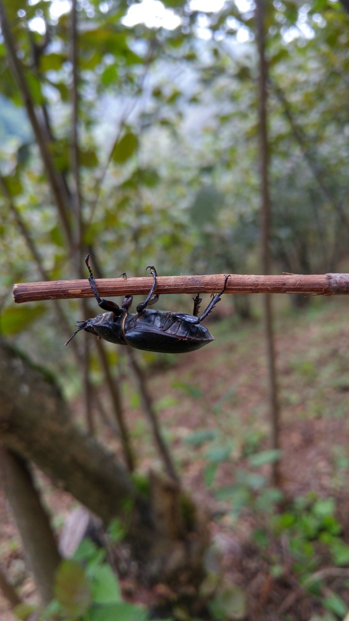 Beetle