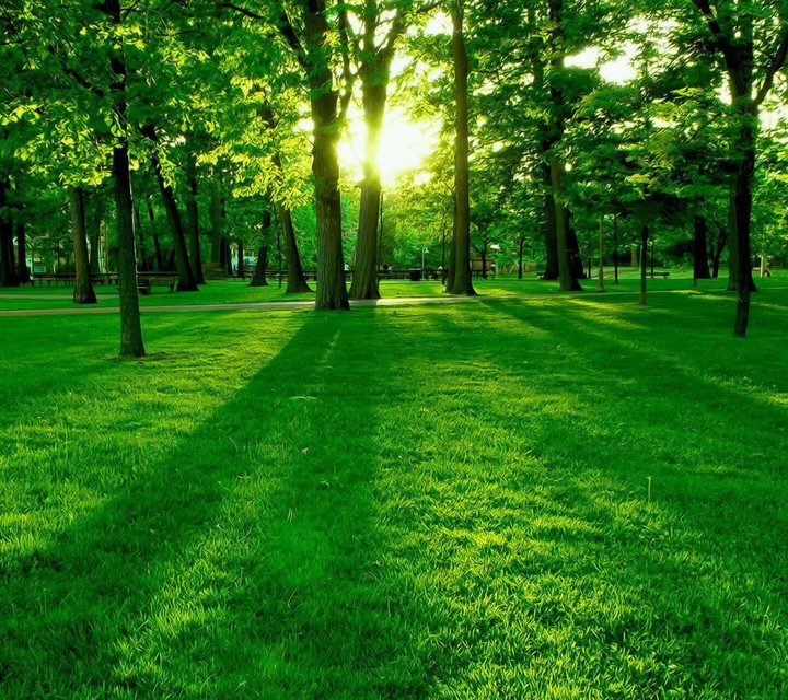 Forest green