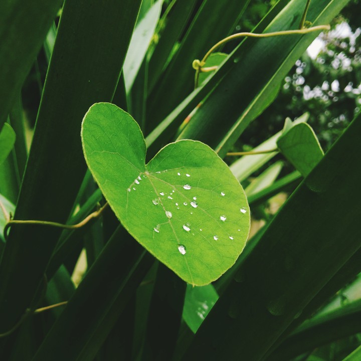 rain drops