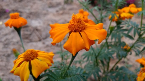 Flowers