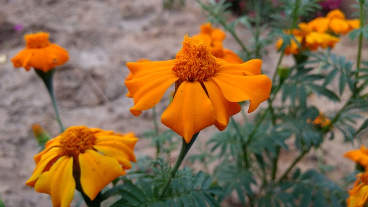 Flowers
