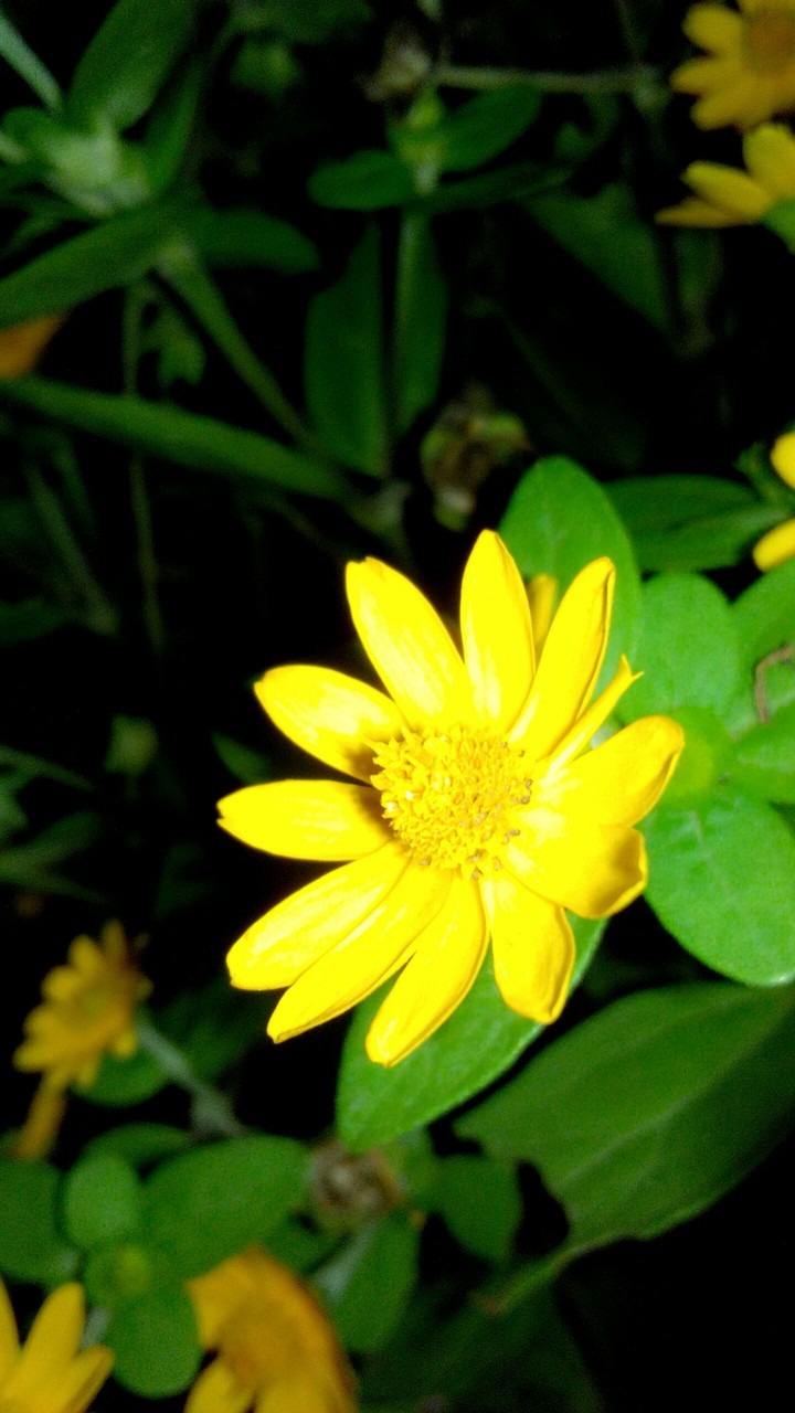 Flowers