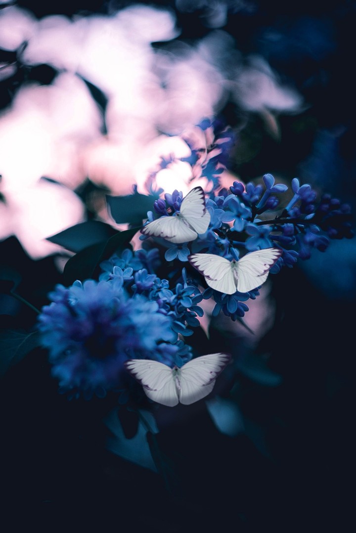 bokeh