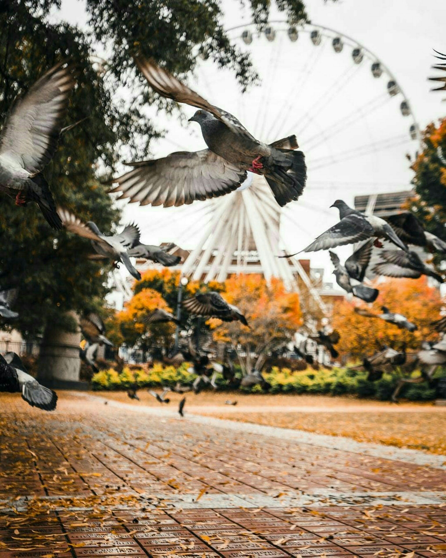 ➖⚡...Birds...⚡➖