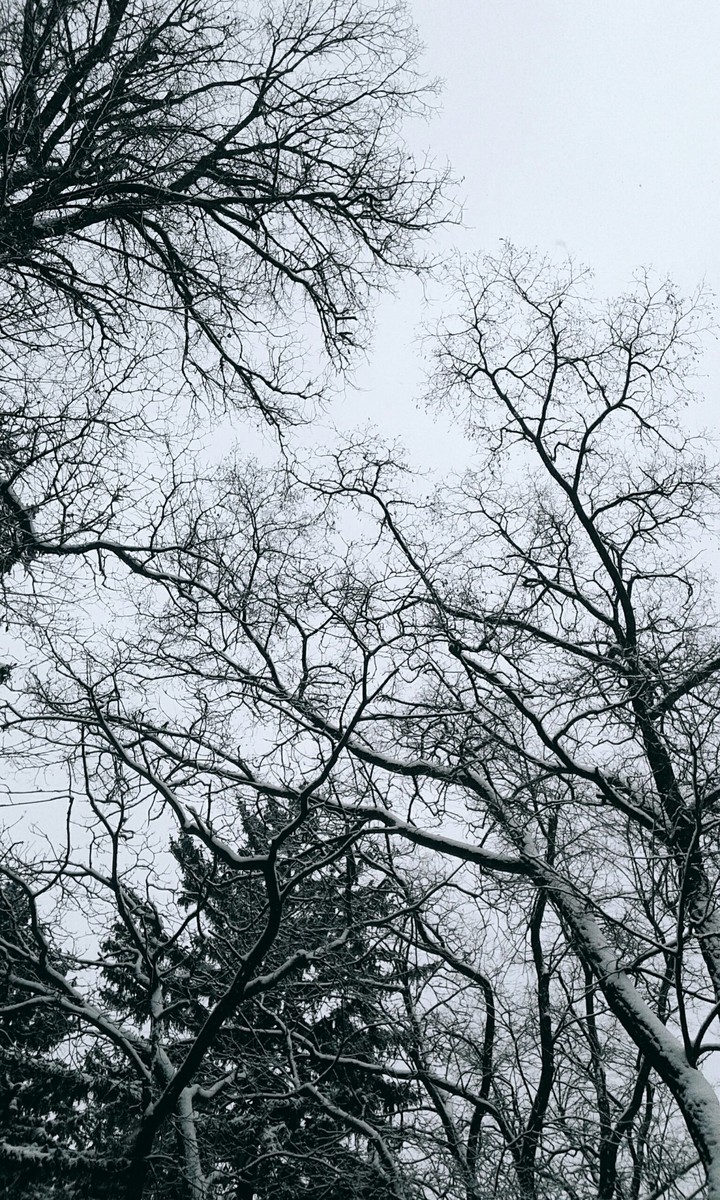 Trees