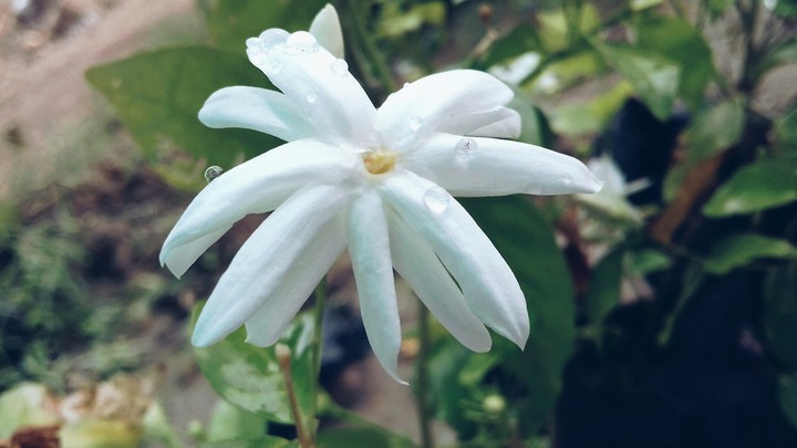 flowers