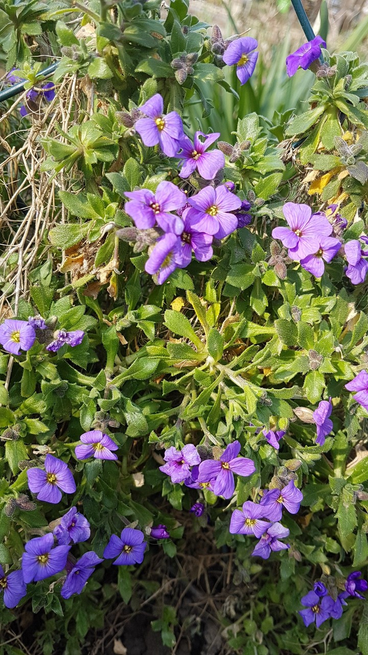 Frühling