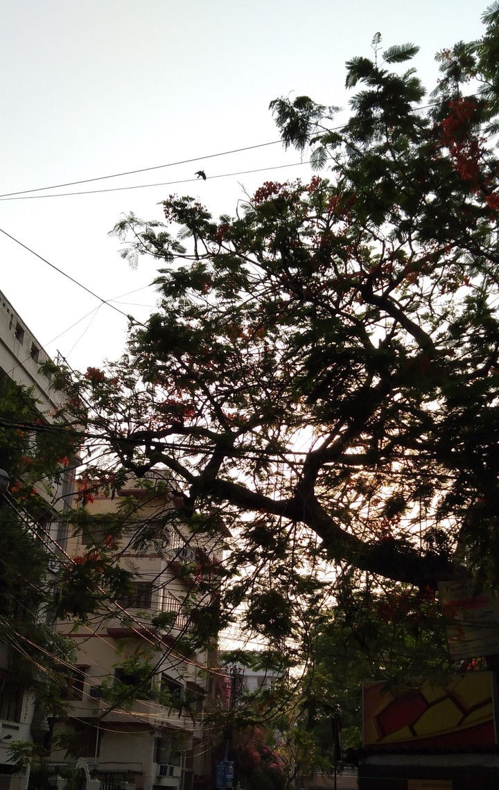 Beauty of Nature??