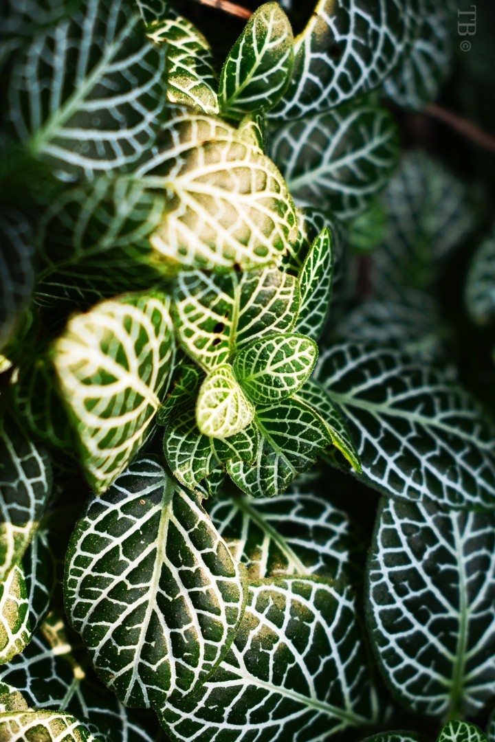 green univers 2
