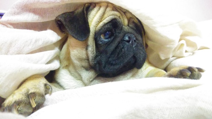 pug in winter fashion
