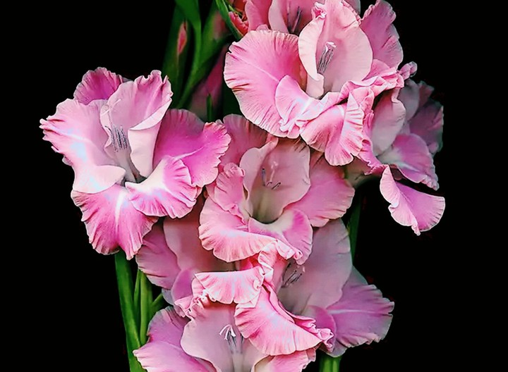 gladiolus