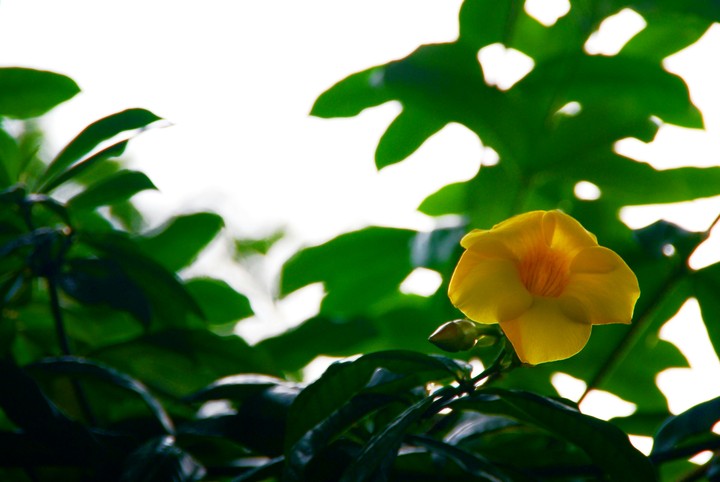 Lonely Flower