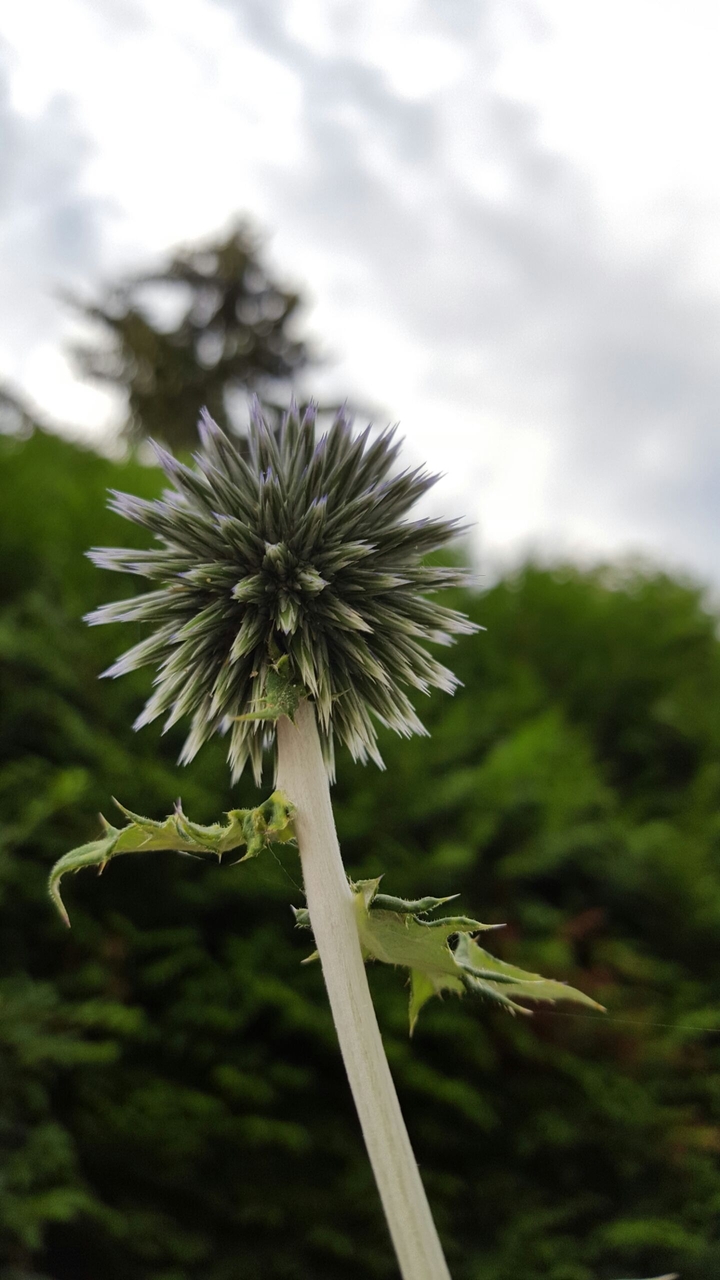 Plant