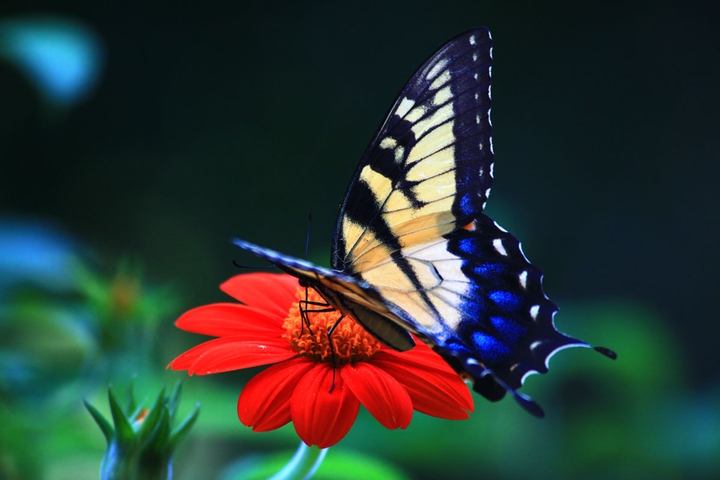 butterfly