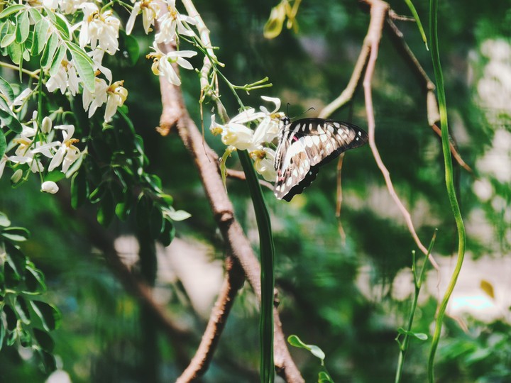 Butterfly 