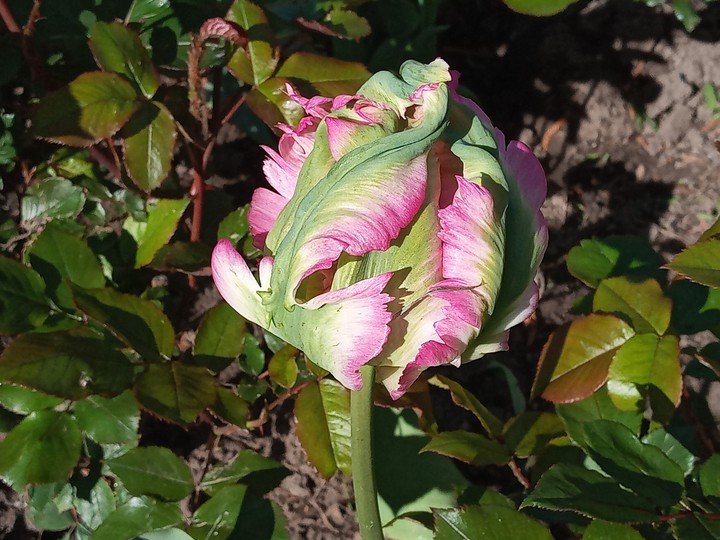 unique tulip