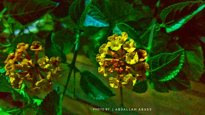 flower