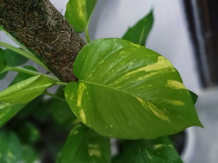 indoor