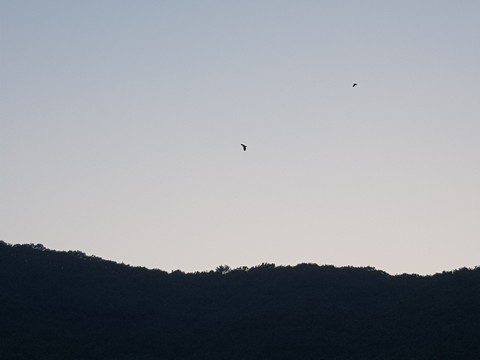 bird's shadow