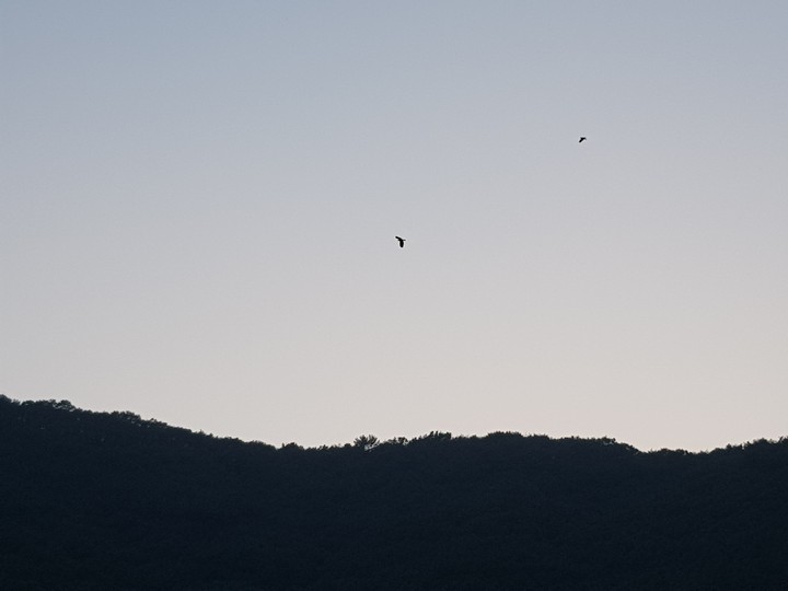 bird's shadow