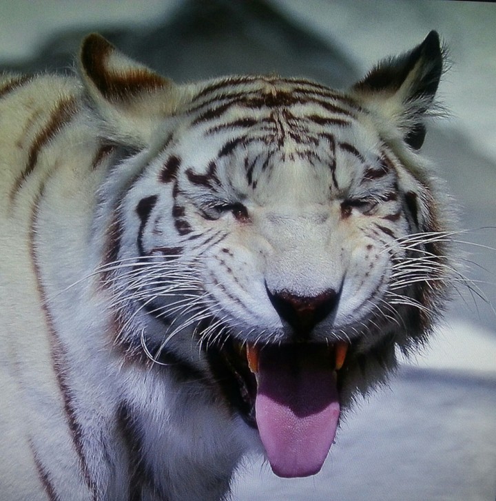 Weißer Tiger