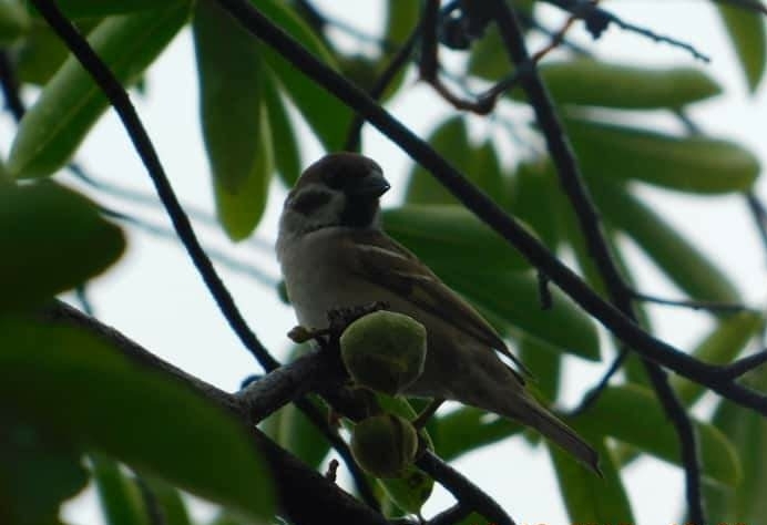 bird