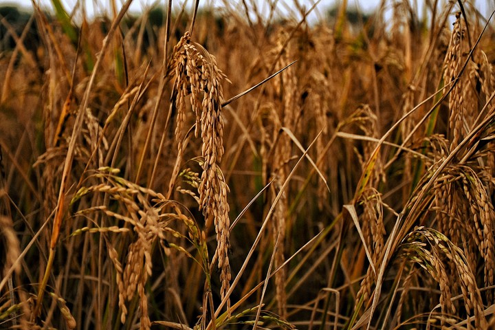 Rice field