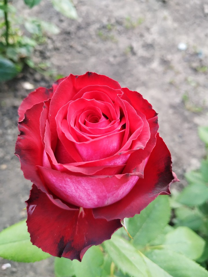 роза