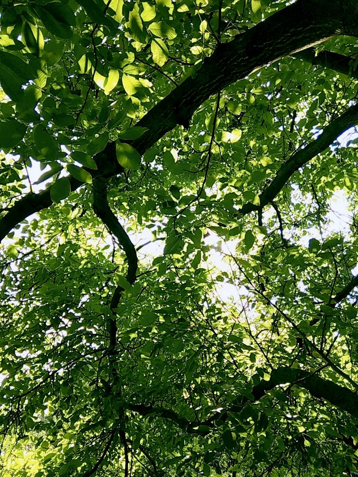 tree