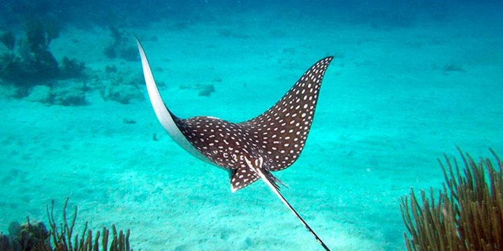 Manta ray