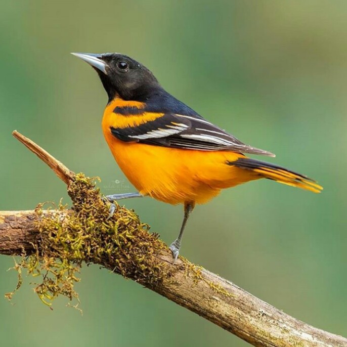 oiseaux⭐⭐⭐