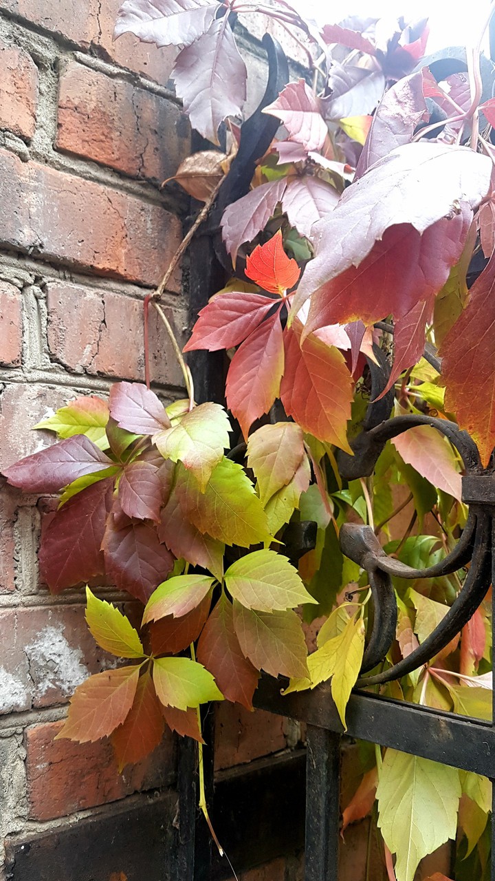 Fall