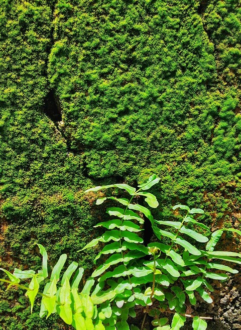 green photography