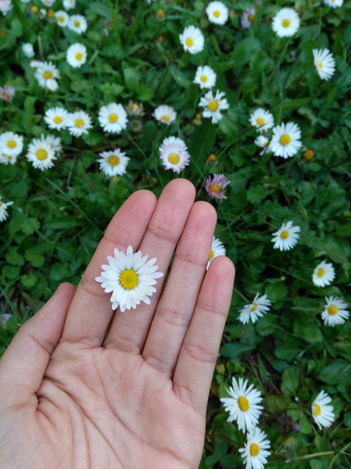 flowers