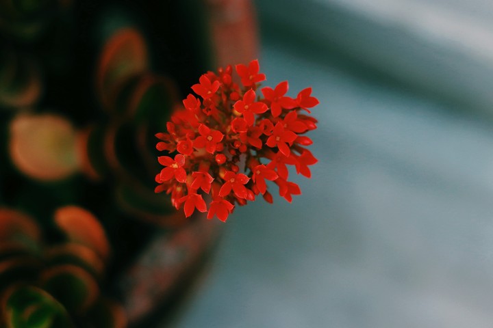 Flowers