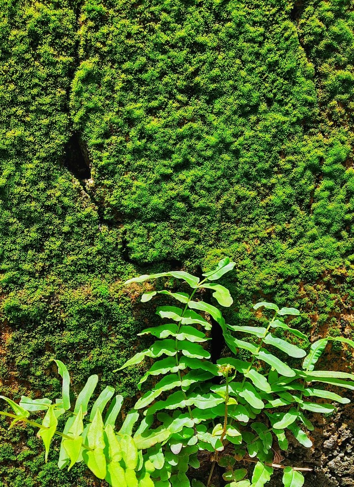 green photography