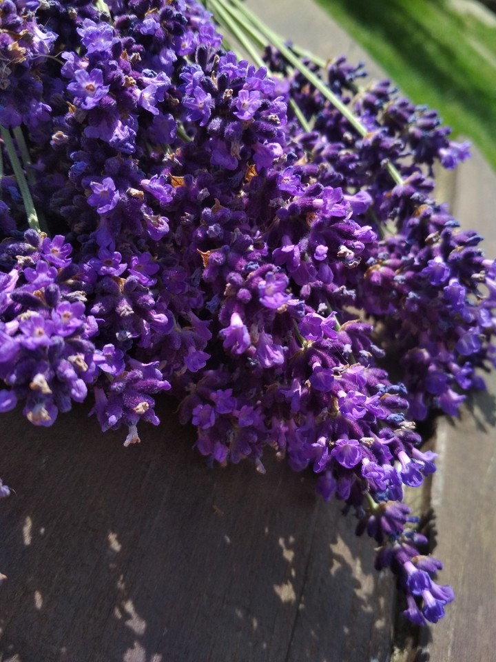 Lavender ❤️