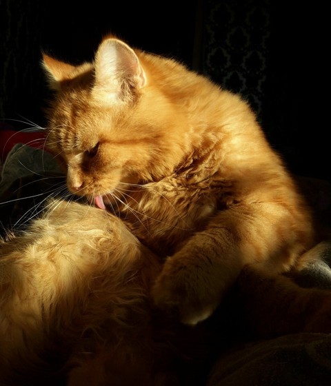 cat's