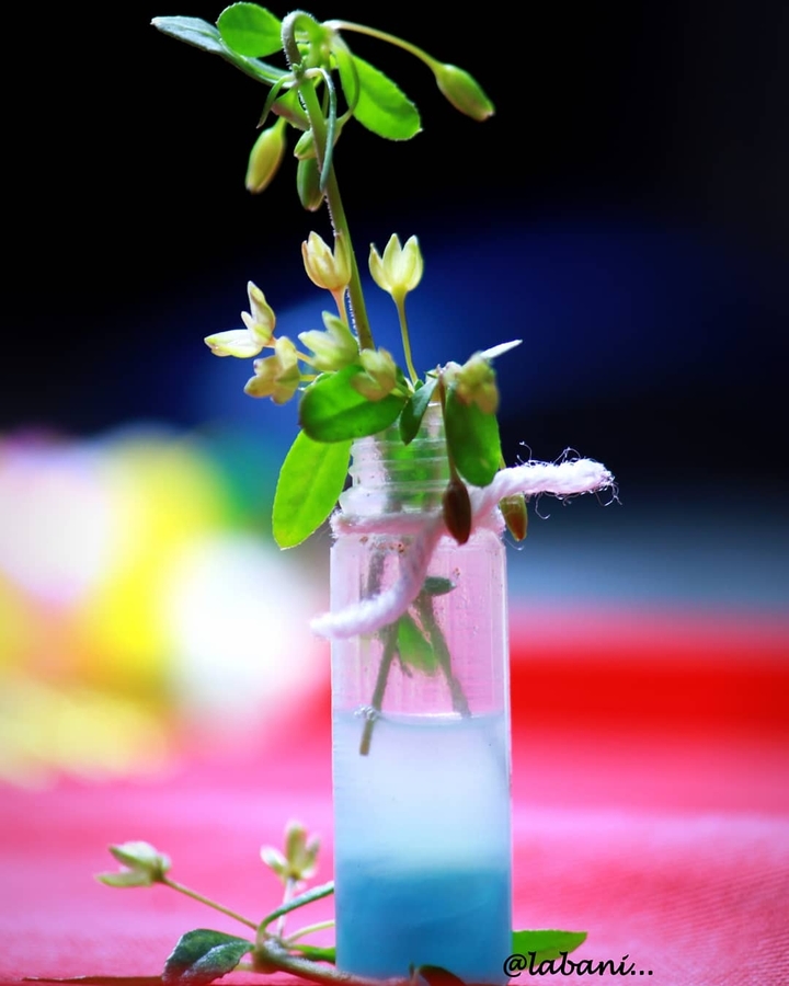 wlid flower
