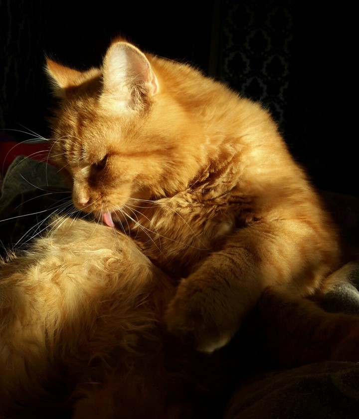 cat's
