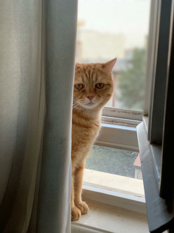cat
