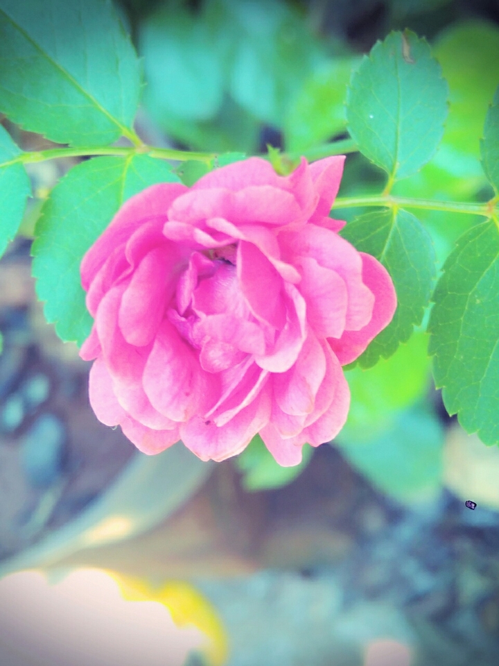 Flower by the house..
