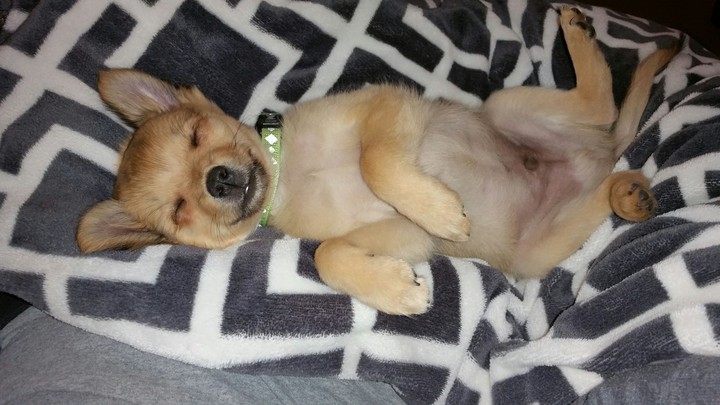 auggie